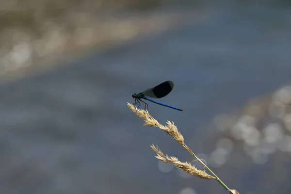 Blue dragonfly on leaf — Stock Photo, Image