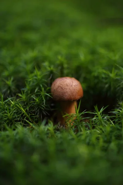Liten brun boletus växer i höst grön mossa — Stockfoto