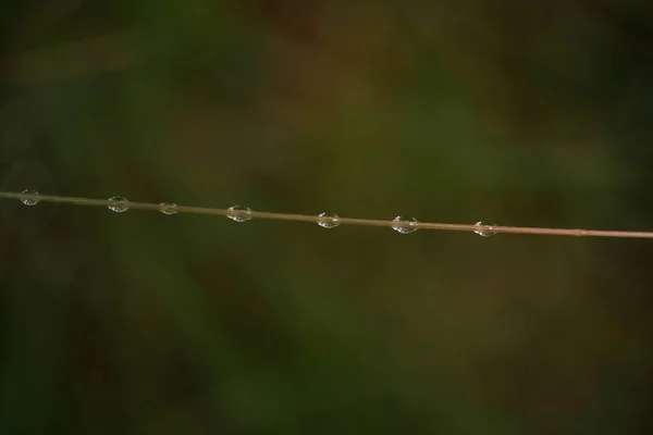 Свіжа трава з краплями роси крупним планом — стокове фото