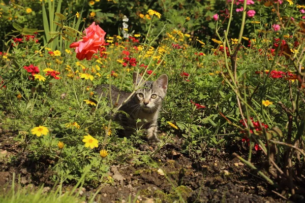 Il gatto si siede in fiori — Foto Stock