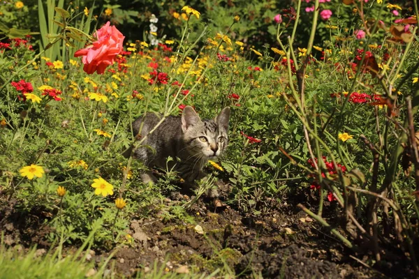 O gato senta-se em flores — Fotografia de Stock