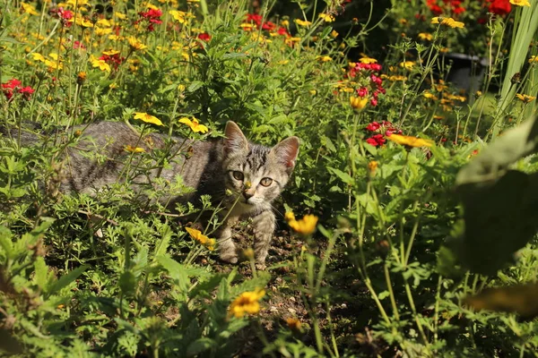 O gato senta-se em flores — Fotografia de Stock