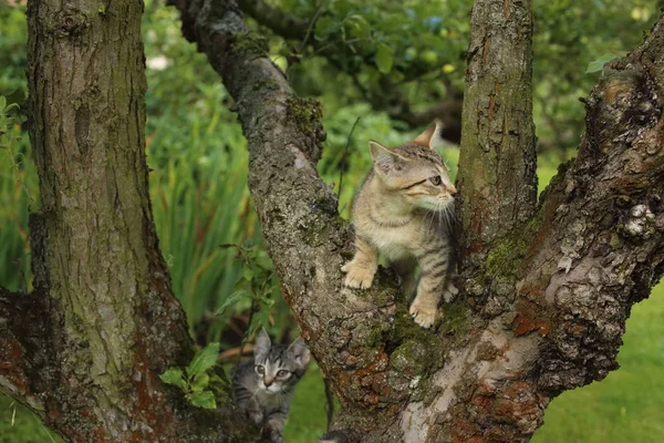Un gattino colorato che si arrampica sull'albero — Foto Stock