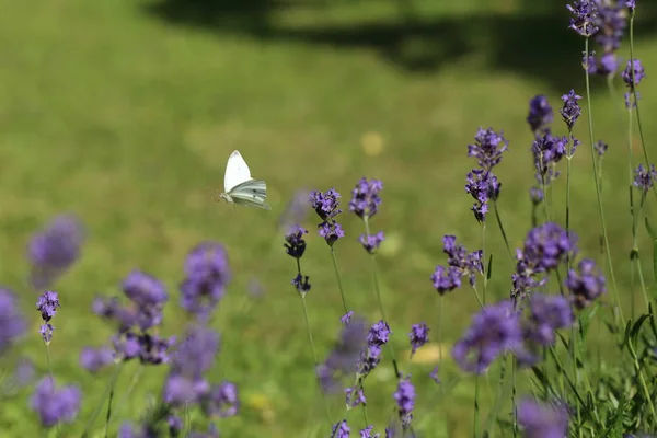 Close-up foto van een witte kool vlinder op lavendel. Stockafbeelding