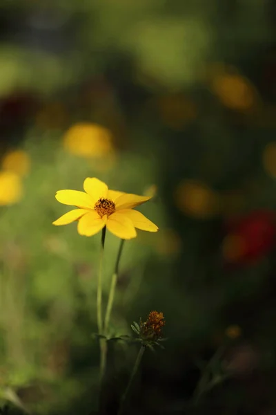 Fleurs jaunes en été — Photo