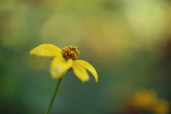 Gelbe Blüten im Sommer — Stockfoto