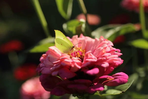 Mariposa con flores — Foto de Stock