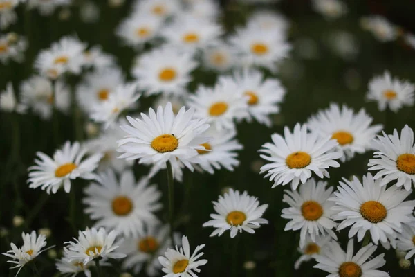 Vita Prästkrage Blomma Mot Svart Bakgrund Trädgården Stockfoto