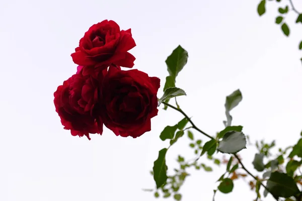 Una rosa rossa con foglie verdi sullo sfondo bianco — Foto Stock