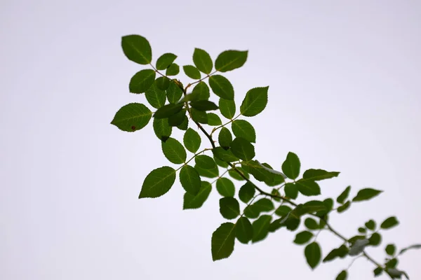 Brindille rose avec des feuilles vertes isolées sur fond blanc Image En Vente