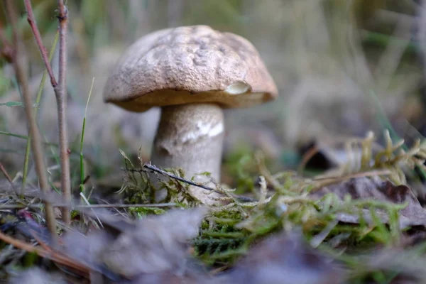 Ätlig svamp i skogen i höst — Stockfoto