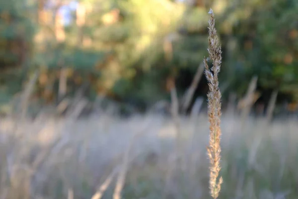 Droge afscheid van gras op het gras-achtergrond — Stockfoto