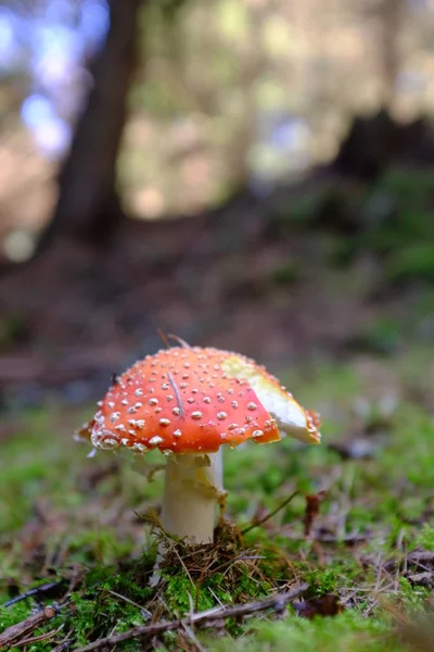 Rode paddenstoel met witte plekken in het bos — Stockfoto