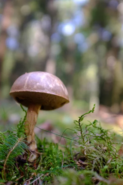 Ätlig svamp i skogen i höst — Stockfoto