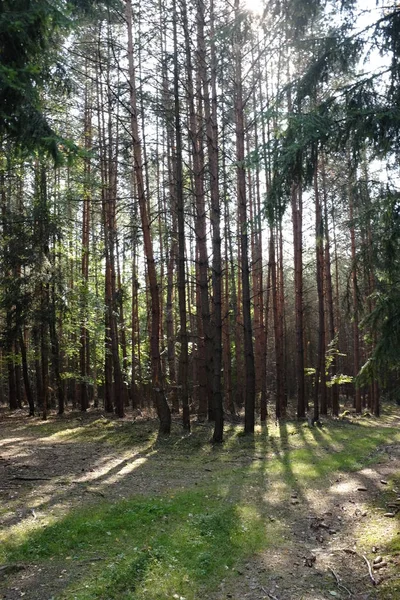 Dřevo v létě se zelenými listy — Stock fotografie