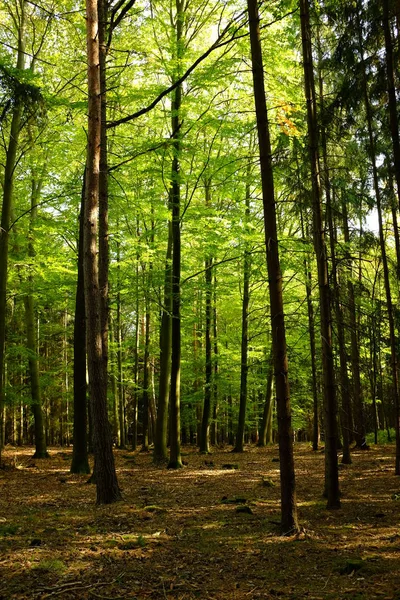 Legno in estate con foglie verdi — Foto Stock