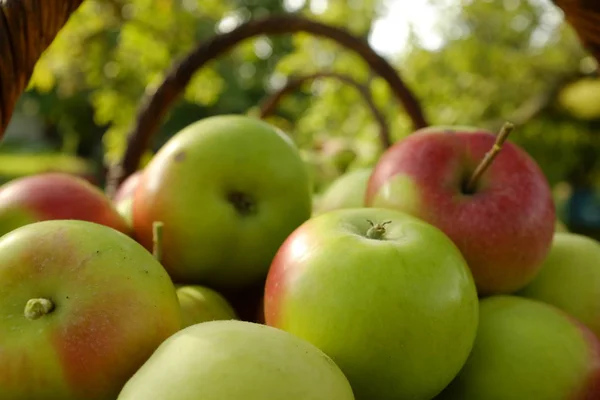 Biologische appels in manden. Verse appels in de natuur Rechtenvrije Stockfoto's