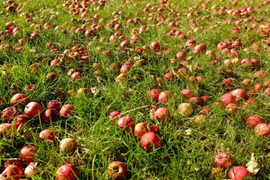 Sonbahar arka plan - bahçe toprağa düşmüş kırmızı elma yeşil çimen. Çim düşmüş taze kırmızı elmalar