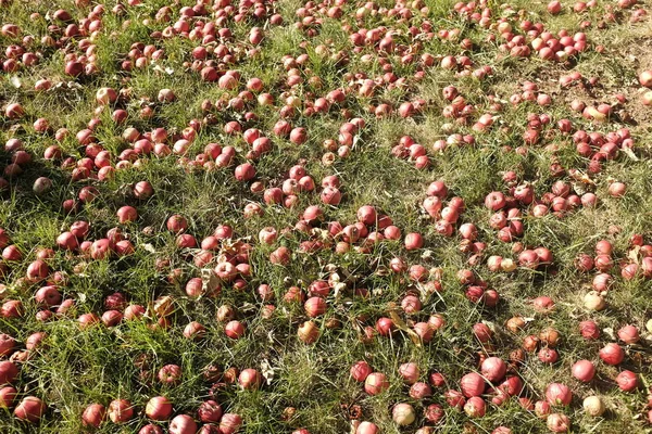 Autumn background - fallen red apples on the green grass ground in garden. Fallen fresh red apples in the grass