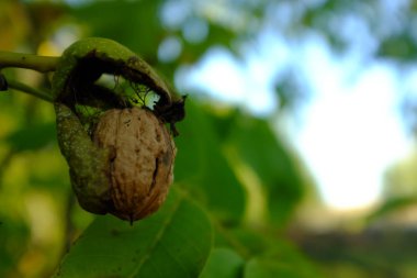 Olgun ceviz dalı Güz