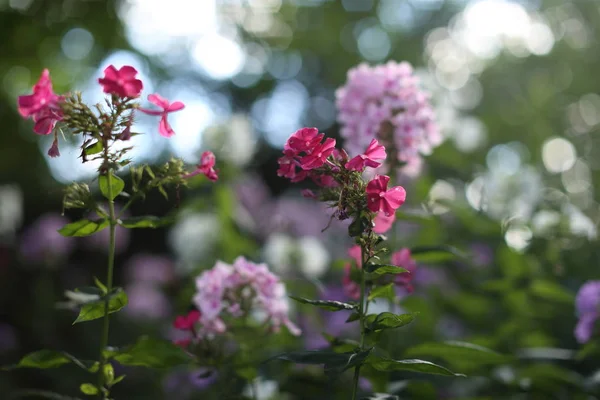 Vackra färgglada trädgård blommor som blommar på sommaren — Stockfoto