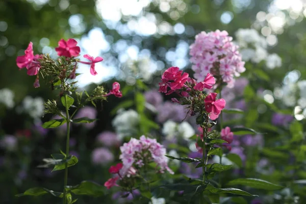 Hermosas flores coloridas del jardín que florecen en verano — Foto de Stock