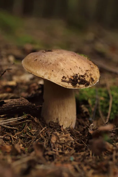 Boletus Edulis Ätlig Svamp Skogen Höst — Stockfoto