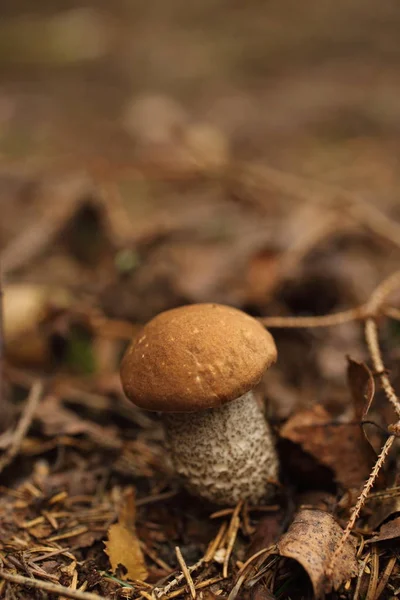 Boletus Edulis Ätlig Svamp Skogen Höst — Stockfoto