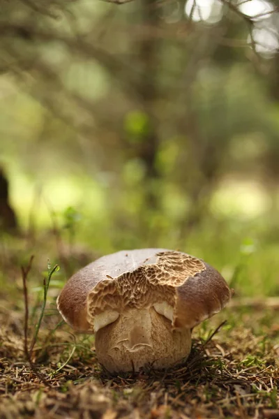 Boletus Edulis Ätlig Svamp Skogen Höst — Stockfoto