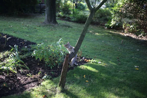 Söpö raidallinen kissa leikkii puun oksalla — kuvapankkivalokuva