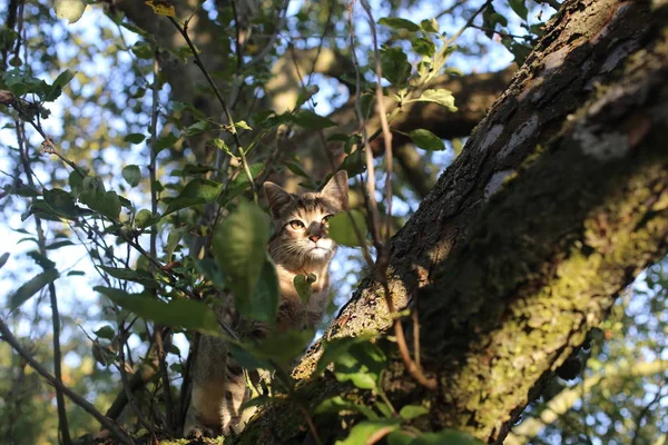 Un simpatico gatto a strisce che gioca su un ramo d'albero — Foto Stock