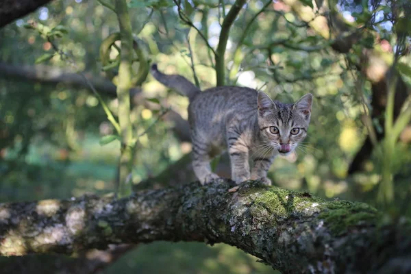 Um gato listrado bonito jogando em um galho de árvore — Fotografia de Stock
