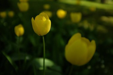 Bahar arka plan bahçe içinde güzel sarı laleler ile