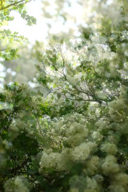 Baharda çiçek açan bahçede beyaz leylak dalı
