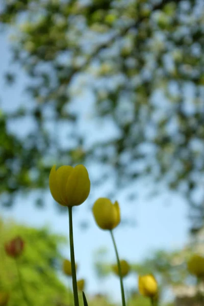 Fond printanier avec de belles tulipes jaunes dans la garde — Photo