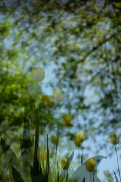 Fundo de primavera com belas tulipas amarelas no jardim, exposição dupla — Fotografia de Stock
