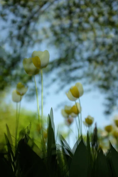 Fondo de primavera con hermosos tulipanes amarillos en el jardín, doble exposición —  Fotos de Stock