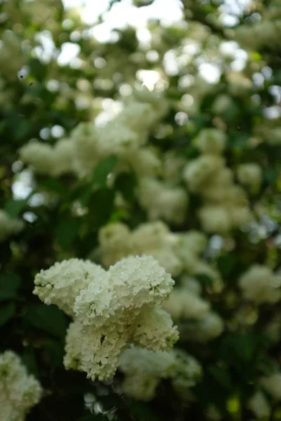 Zweig der weißen Flieder blüht im Frühling — Stockfoto