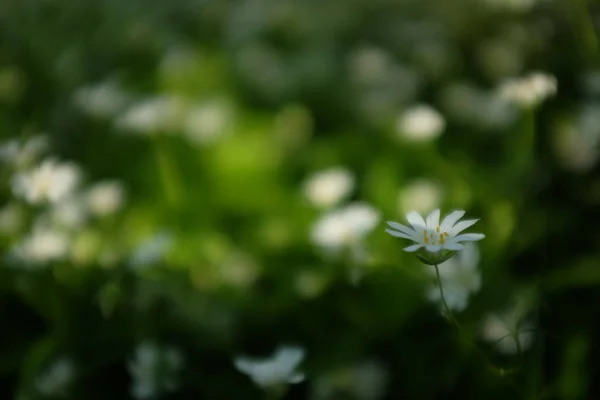 Pequenas flores brancas no jardim na primavera — Fotografia de Stock