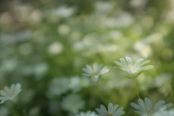 Små vita blommor i trädgården under våren Royaltyfria Stockfoton