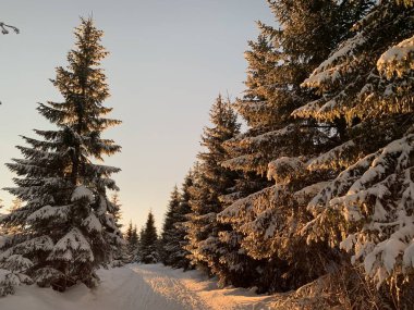 çam ağaçları dağlarda kar kış arka plan kapsamında