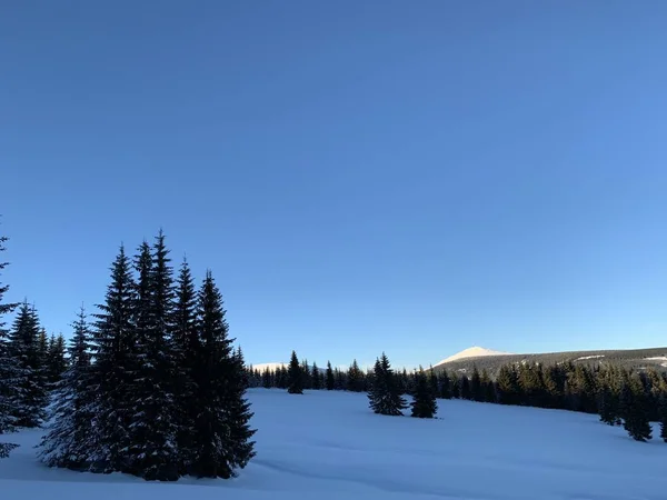 Fondo de invierno de abetos cubiertos de nieve en las montañas —  Fotos de Stock