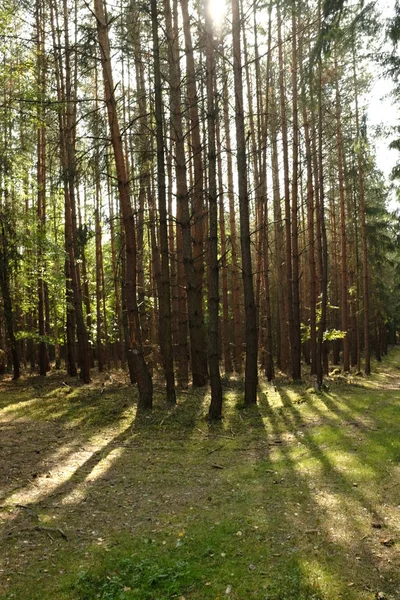 Деревина влітку з зеленим листям — стокове фото