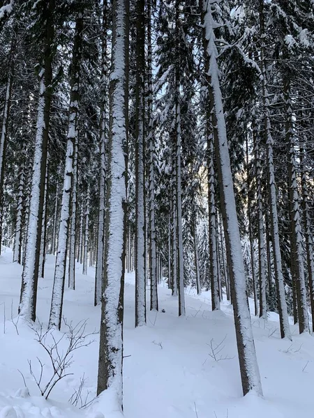 Büyük Karlı Kış Ormanı Karla Kaplı Ağaç Gövdeleri — Stok fotoğraf