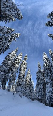 Büyük karlı kış ormanı. Ormanda yol taze karla kaplı.