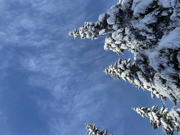 Vista inferior a medio círculo de aspirar a la cima de pinos cubiertos de nieve  . —  Fotos de Stock