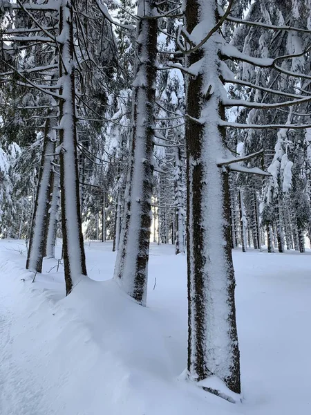 Зимовий ліс з великим снігом. Соснові дерева зі свіжим снігом — стокове фото