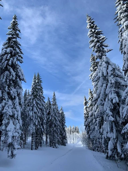 Winterbos met veel sneeuw. Pad tussen pijnbomen Stockfoto