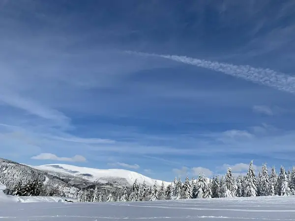 Hermoso día helado en Krkonose, árboles cubiertos de nieve blanca contra el paisaje invernal . —  Fotos de Stock