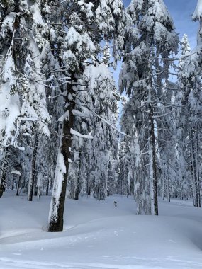 Krkonose 'de Frosty güzel bir gün, kış manzaraya karşı beyaz kar kaplı ağaçlar.